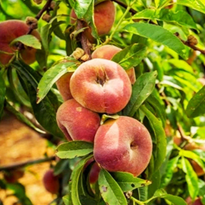 PEACH 'STARK SATURN' SEMI DWARF - #5 GALLON - Roger's Gardens