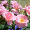 Peachy Knock Out - 2 Gallon - Roger's Gardens