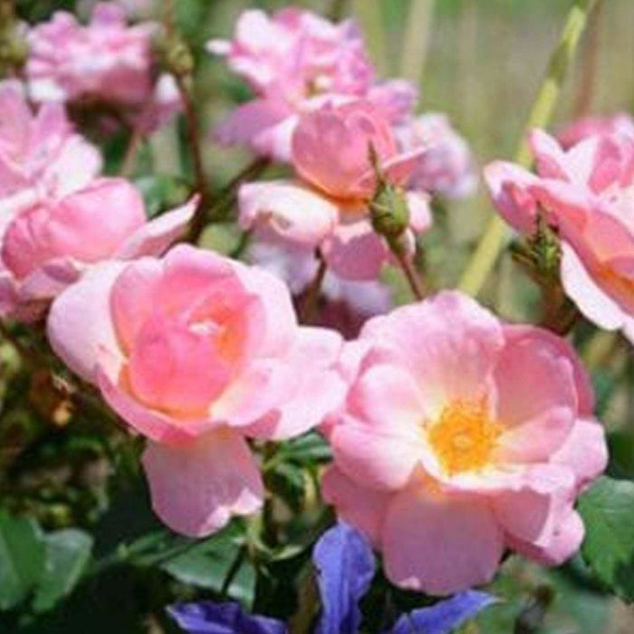 Peachy Knock Out - 2 Gallon - Roger's Gardens