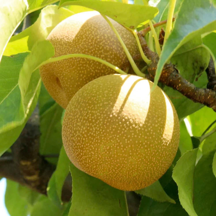 PEAR 'ASIAN 20TH CENTURY' - SEMI-DWARF - #5 GALLON - Roger's Gardens