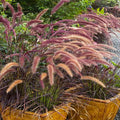 Pennisetum setaceum 'Rubrum' - Purple Fountain Grass - 5 Gallon - Roger's Gardens