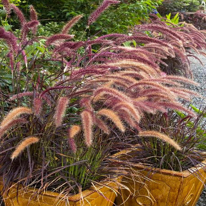 Pennisetum setaceum 'Rubrum' - Purple Fountain Grass - 5 Gallon - Roger's Gardens