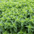 Pennyroyal - 4" Pot