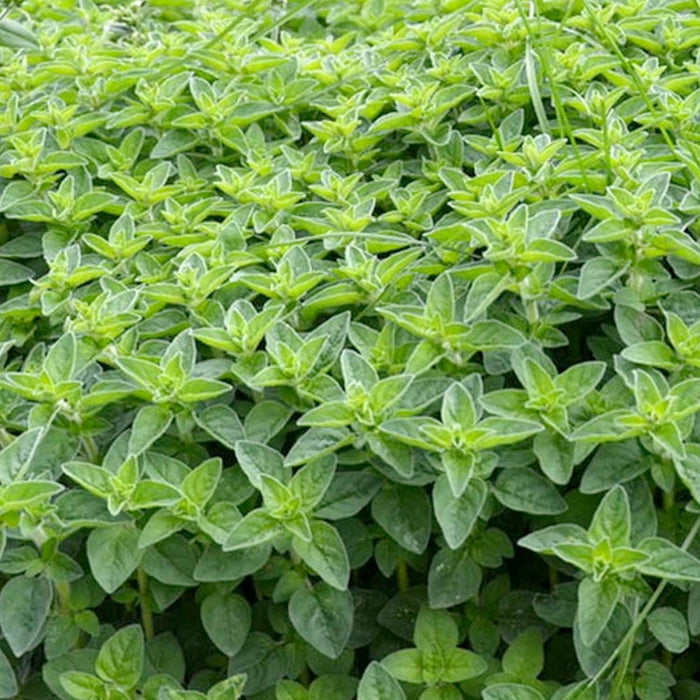 Pennyroyal - 4" Pot