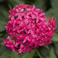 PENTAS ASST - STARFLOWER - 12" POT