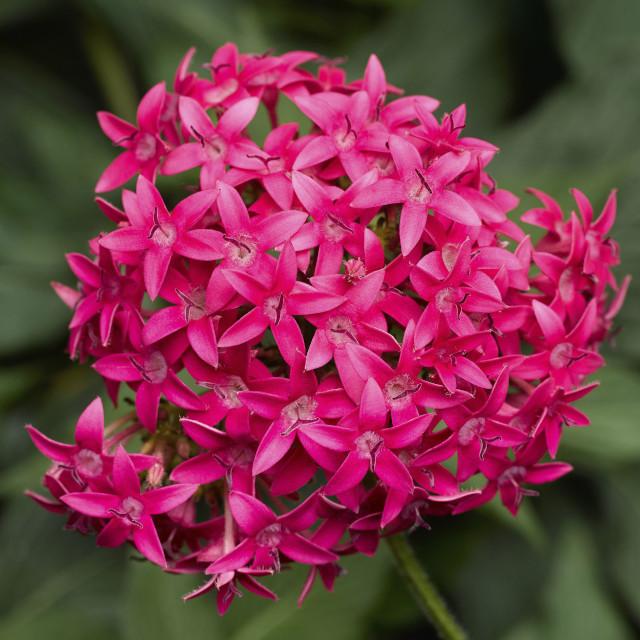 PENTAS ASST - STARFLOWER - 12" POT