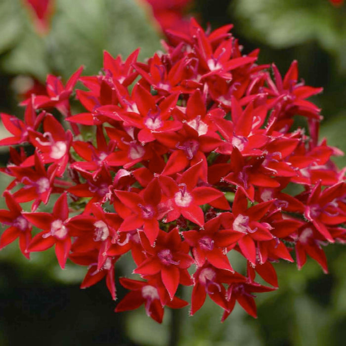 Pentas 'Starcluster Red' - 2 Gallon
