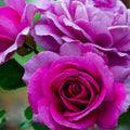 Perfume Factory - 5 Gallon - Roger's Gardens