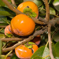 PERSIMMON 'COFFEECAKE' - #5 GALLON - Roger's Gardens
