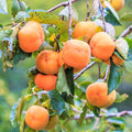 PERSIMMON 'FUYU - JIRO' - #5 GALLON - Roger's Gardens