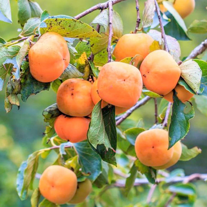 PERSIMMON 'FUYU - JIRO' - #5 GALLON - Roger's Gardens