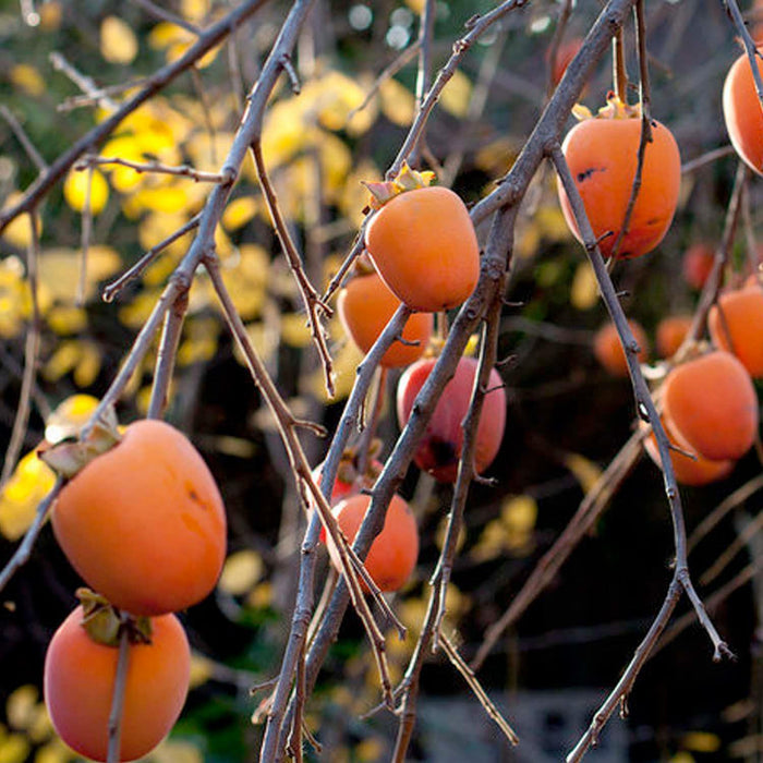 PERSIMMON 'HACHIYA' - #5 GALLON - Roger's Gardens