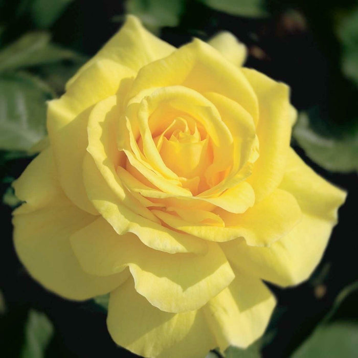 Phyllis Diller - 5 Gallon - Roger's Gardens
