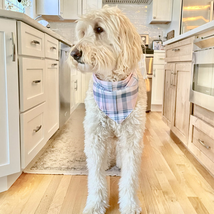 Fluffy white doodle dog wearing a pink and blue plaid bandana, standing in a kitchen.