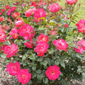 Pink Brick House - 5 Gallon - Roger's Gardens