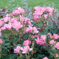Pink Knock Out - 2 Gallon - Roger's Gardens