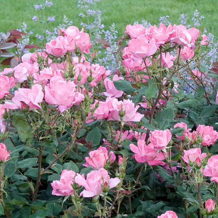 Pink Knock Out - 2 Gallon - Roger's Gardens