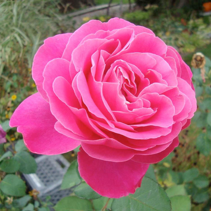 Pink Peace - 5 Gallon - Roger's Gardens
