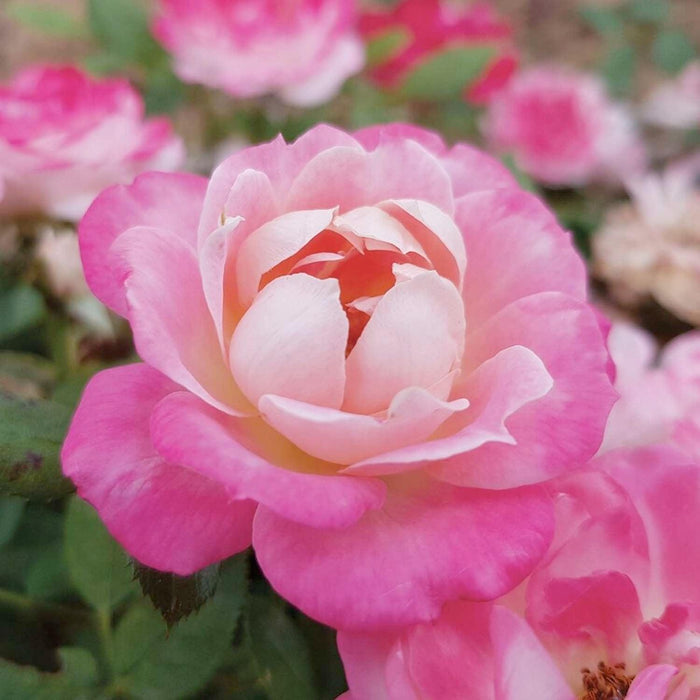 Pink Sunblaze - Mini - 3 Gallon - Roger's Gardens