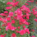 Pink Tumbleweed - 3 Gallon - Roger's Gardens