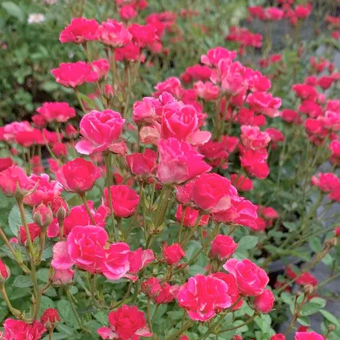 Pink Tumbleweed - 3 Gallon - Roger's Gardens