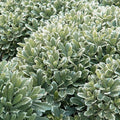 Pittosporum 'Cream De Mint'® - Cream De Mint Dwarf Pittosporum - 5 Gallon - Roger's Gardens