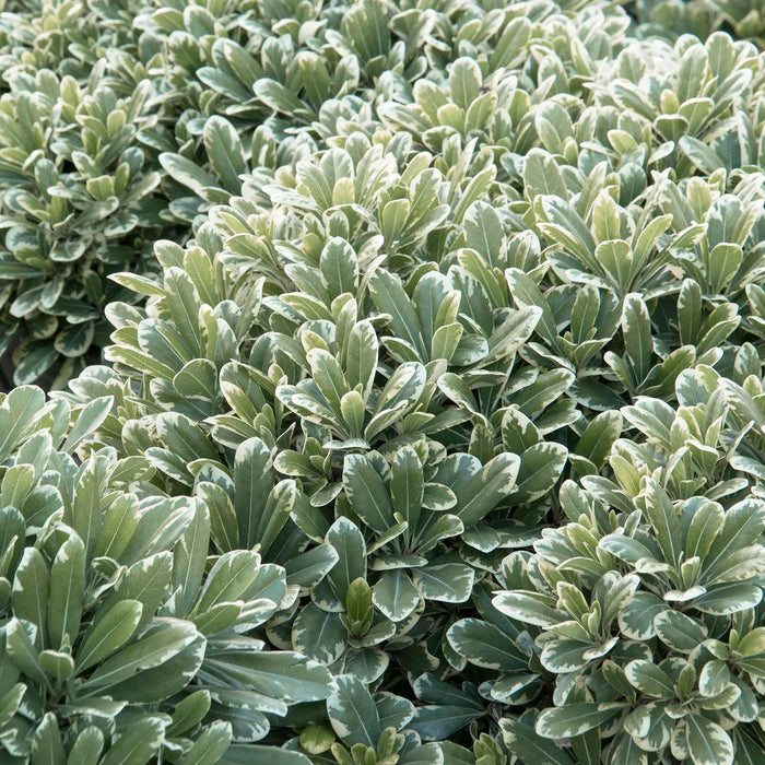 Pittosporum 'Cream De Mint'® - Cream De Mint Dwarf Pittosporum - 5 Gallon - Roger's Gardens