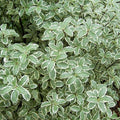 Pittosporum 'Marjorie Channon' - Marjorie Channon Pittosporum - 2 Gallon - Roger's Gardens