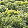 Pittosporum 'Wheelers Dwarf' - Wheeler's Dwarf Pittosporum - 5 Gallon - Roger's Gardens