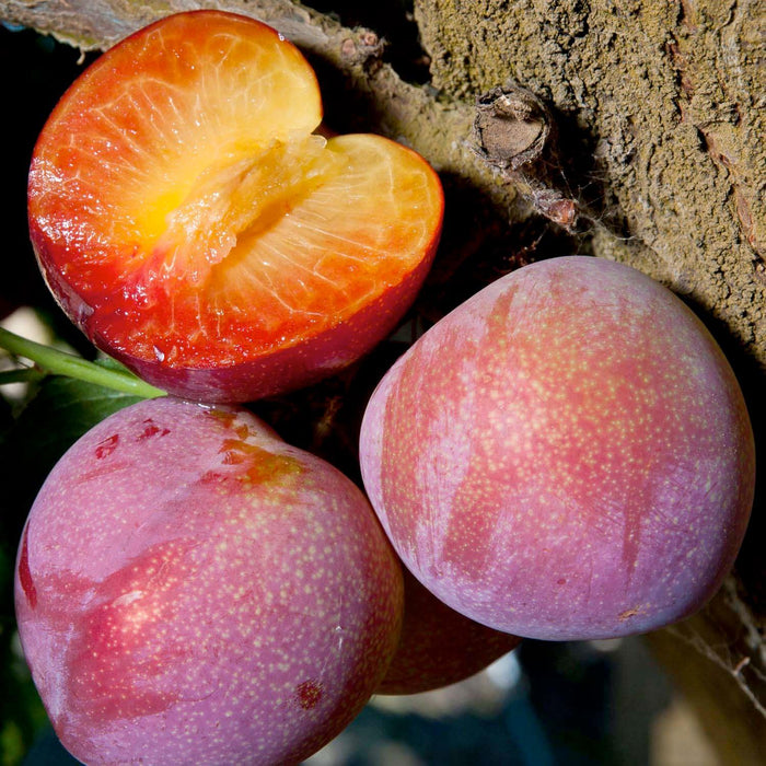PLUM 'BEAUTY' - STD.ROOT - #5 GALLON - Roger's Gardens
