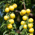 PLUM 'GOLDEN NECTAR' - SEMI-DWARF - #15 GALLON - Roger's Gardens