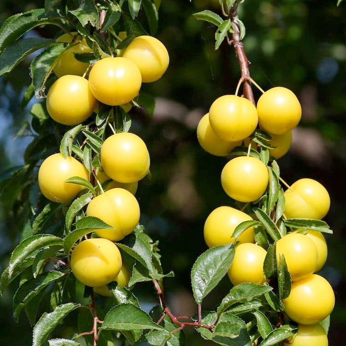 PLUM 'GOLDEN NECTAR' - SEMI-DWARF - #5 GALLON - Roger's Gardens