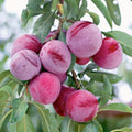PLUM 'SANTA ROSA' - SEMI-DWARF - #5 GALLON - Roger's Gardens
