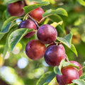 PLUM 'SATSUMA' - STD.ROOT - #15 GALLON - Roger's Gardens