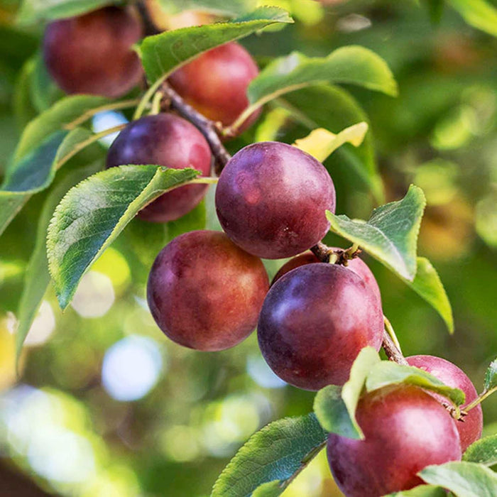 PLUM 'SATSUMA' - STD.ROOT - #15 GALLON - Roger's Gardens