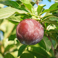 PLUM 'WEEPING SANTA ROSA PLUM' - #15 GALLON - Roger's Gardens
