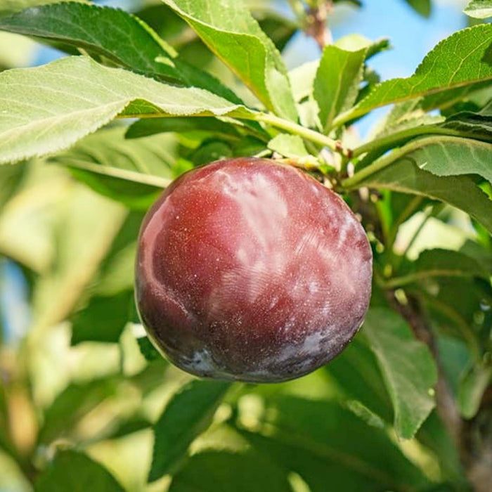 PLUM 'WEEPING SANTA ROSA PLUM' - #15 GALLON - Roger's Gardens