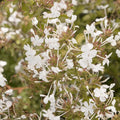 Plumbago auric. 'White Cape'® - White Cape Plumbago - 5 Gallon - Roger's Gardens