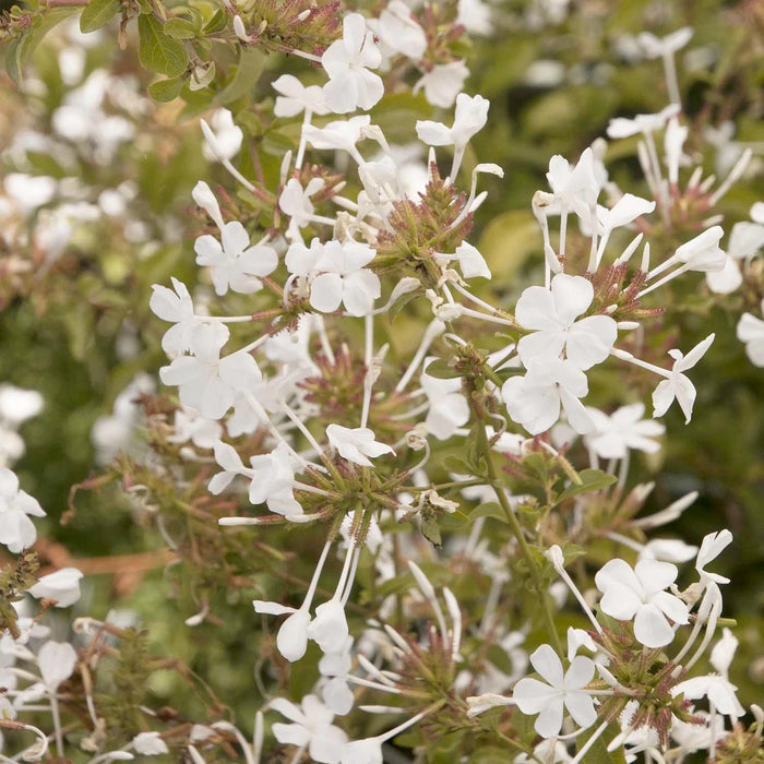 Plumbago auric. 'White Cape'® - White Cape Plumbago - 5 Gallon - Roger's Gardens