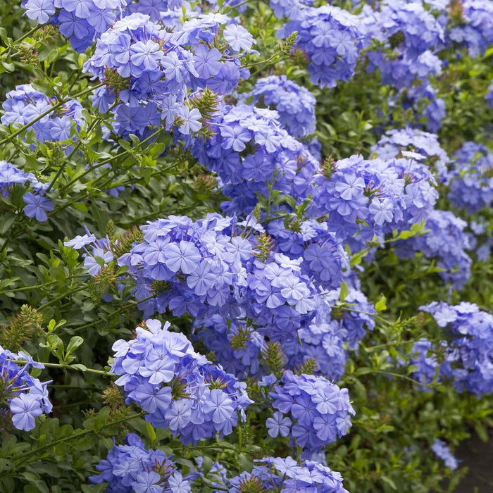 Plumbago 'Royal Cape'® - Royal Cape Plumbago - 5 Gallon - Roger's Gardens