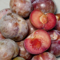 PLUOT 'DAPPLE SUPREME' - SEMI-DWARF - #5 GALLON - Roger's Gardens