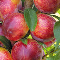 PLUOT 'FLAVOR KING' - SEMI-DWARF - #5 GALLON - Roger's Gardens
