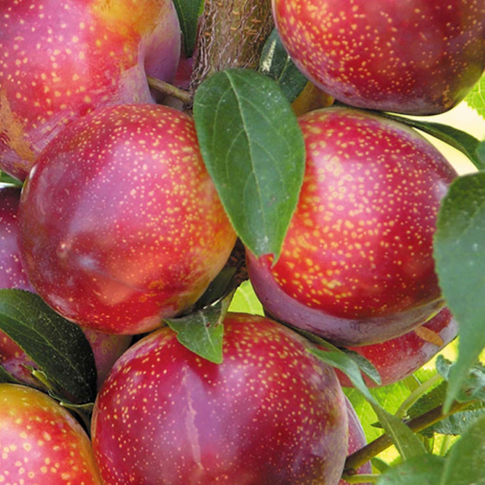 PLUOT 'FLAVOR KING' - SEMI-DWARF - #5 GALLON - Roger's Gardens