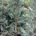 Podocarpus 'Icee Blue'® - Icee Blue Yellow-Wood - 15 Gallon - Roger's Gardens