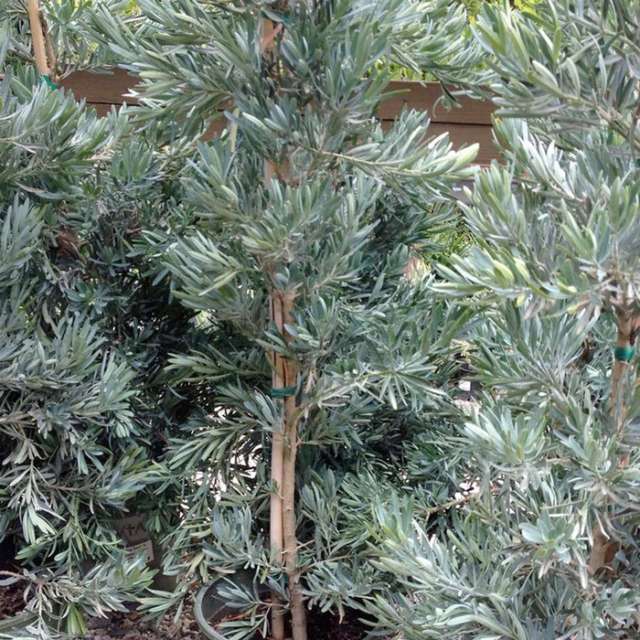Podocarpus 'Icee Blue'® - Icee Blue Yellow-Wood - 15 Gallon - Roger's Gardens