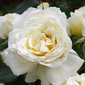 Polar Express Sunbelt - 5 Gallon - Roger's Gardens
