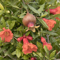 Pomagranate 'Smith Angel Red'® PP - Angel Red Pomegranate - 2 Gallon - Roger's Gardens