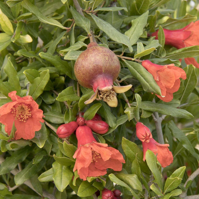 Pomagranate 'Smith Angel Red'® PP - Angel Red Pomegranate - 2 Gallon - Roger's Gardens