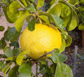 Pomelo 'Tahitian' Semi-Dwarf - 2 Gallon
