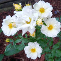 Popcorn Drift - 5 Gallon - Roger's Gardens